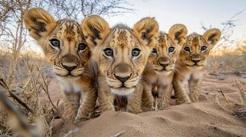 A captivating close-up showcases four adorable lion cubs standing together in a sandy environment, their curious gaze directed at the viewer. photo