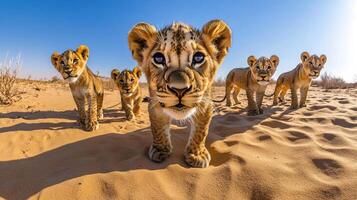 Five lion cubs walk across a sandy desert, approaching the viewer with curiosity under a clear blue sky in a wide-angle shot. photo
