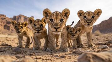 Five lion cubs facing the camera with the background showing the vast desert and clear sky, cubs are with light brown color fur photo