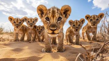 A charming cluster of lion cubs ventures across their native sandy terrain, embodying both innocence and the future strength of the wild. photo