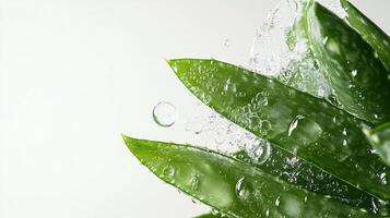 Aloe vera leaves getting splashed with water, representing freshness, hydration, and natural skincare on a white studio background. photo