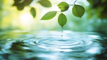 Water droplets falling from leaves into a clear pool, creating ripples on the water's surface, enhanced by natural sunlight. photo