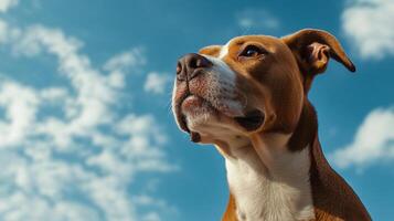 A low angle view of a dog looking to the right with a blue sky and white clouds in the background. Close-up shot of a pet. photo