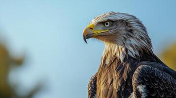 Majestic eagle portrait showcases its sharp beak, intense stare, and striking feathers against a backdrop of clear sky and blurred foliage. photo