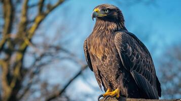 Majestic bird of prey, an eagle, is perched in nature, its gaze fixed on the distance, radiating power, control, and determination. photo