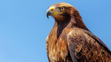 Majestic golden eagle gazes intently, showcasing sharp beak and impressive plumage against the clear blue sky. A symbol of strength and freedom. photo