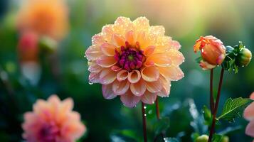 Peach and pink dahlia in soft light, adorned with water droplets, showcases intricate petal patterns against a blurred green backdrop. photo