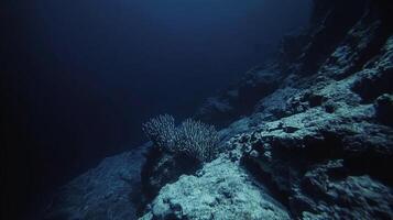 Underwater reef with a group of sea plants on the rocks surrounded by dark blue water creating a mysterious look and serene scenery. photo