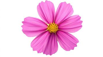 Single pink cosmos flower with a vibrant yellow center, gracefully isolated against a clean white background. Simple and elegant. photo