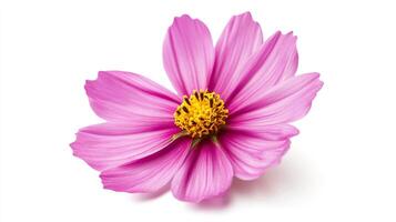 Isolated vibrant flower with pink petals and a bright yellow center against a clean white backdrop, showcasing its delicate details. photo