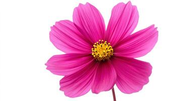 Radiant pink flower with a sunny yellow center, isolated against a bright white background. Simple yet beautiful floral design. photo