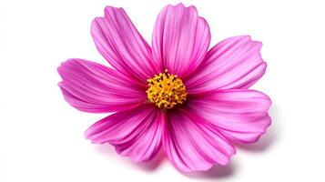 Radiant pink cosmos flower with a golden center, isolated on a pristine white backdrop, showcases nature's simple beauty and elegance. photo