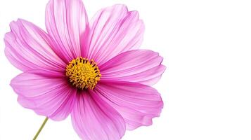 Pink flower against white background, delicate petals, bright yellow center, minimal, clean, isolated, floral, spring, nature, close-up. photo