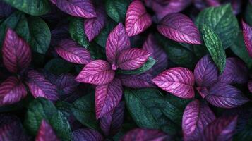 This stunning close-up showcases the intricate patterns and vibrant colors of lush, purple and green leaves, creating a captivating visual experience. photo