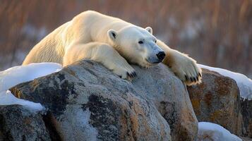 Relaxed polar bear lounging on rocks in a snowy environment, showcasing its massive size and adaptation to cold climates. photo