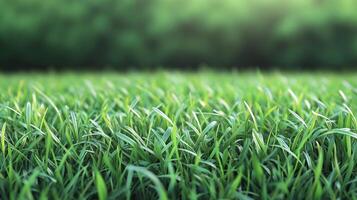 Lush, green grass gently sways, creating a serene and calming view of nature's simple beauty under the soft light of the afternoon. photo