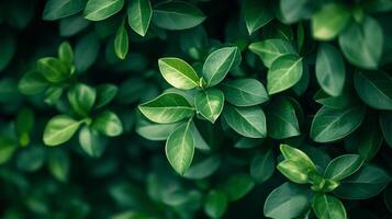Lush green leaves create a calming, natural background. The verdant foliage offers a sense of tranquility and connection to the nature. photo