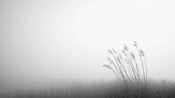 Monochrome field under a fog, creating a serene and ethereal atmosphere. Grass blades stand out in the diffused lighting. photo