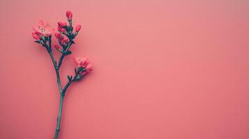 Delicate blooms on a slender branch, a splash of pink against a matching backdrop. Minimalist elegance in nature's artistry photo