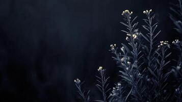 Delicate flower buds reach up in soft light, creating a tranquil and serene visual experience. The dark backdrop enhances the details. photo