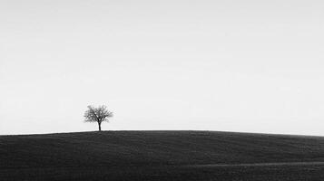 Solitary tree on a hill under a bright sky, creating a minimalist and serene landscape, black and white composition. photo