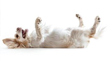 Joyful canine revels, basking in exuberance with paws up on a serene white backdrop. This delightful scene captures pure, playful bliss. photo