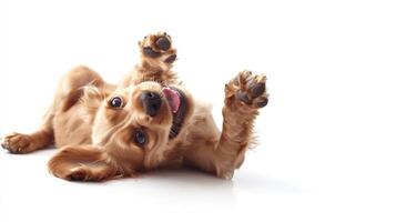 Playful puppy joyfully rolls on its back, paws up, tongue out, and eyes wide open in an adorable display of pure happiness and fun. photo