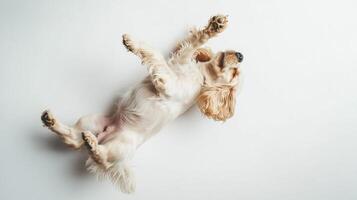 Golden dog lying upside down on a white surface, paws up in the air, as if it's playing or asking for attention. Light colors and a minimalist scene. photo