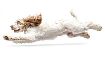 A lively dog jumps mid-air, ears flapping, on a plain background. The dog's energy and joy are evident in its focused expression. photo