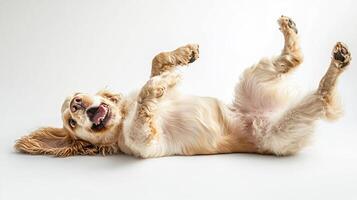 Playful golden dog lying on its back with paws up in the air. The dog's mouth is open and it looks like it's smiling. photo