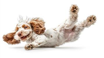 A playful puppy leaps and bounds with boundless energy, captured mid-air against a stark white backdrop in a moment of sheer joy. photo