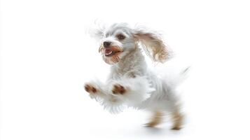 Energetic dog leaps mid-air with joy, a burst of playful energy. The white background amplifies the dog's dynamism and lighthearted spirit. photo