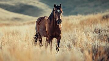 Majestic brown horse standing tall in golden field of grass, showcasing its beauty and connection with nature in rural setting. photo