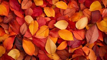 A beautiful display of autumn leaves in vibrant shades of red, orange, and yellow, creating a warm and inviting scene. photo