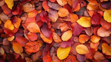 A vibrant tapestry of fallen leaves in shades of red, orange, and yellow, signals the transition to the crisp autumn season. photo