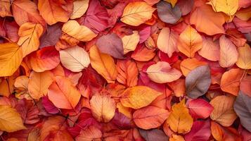 Pile of fall leaves. Textures and colors. Autumnal hues create a natural pattern, a vibrant scene of the season's changing beauty. photo