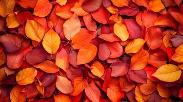 Autumn leaves create a vibrant tapestry of reds, oranges, and yellows, carpeting the ground in a seasonal display of color and texture. photo