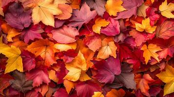 Vibrant autumn leaves in a mosaic of red, orange, and yellow. A carpet of fall foliage showcasing nature's colorful transition. photo