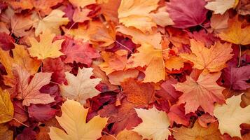 A vibrant collection of autumn foliage displaying a colorful gradient of red, orange, and yellow hues spread throughout the image photo