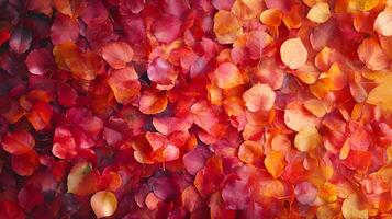 A vibrant carpet of fallen autumn leaves in shades of red, orange, and yellow, creating a warm and inviting seasonal display. photo