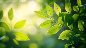 Sunlit green leaves, vibrant and fresh, create a serene and natural ambiance, a perfect backdrop for calm or a lively scene. photo
