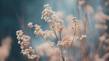 Close-up showcasing clusters of delicate, white wildflower blossoms against a tranquil blue backdrop, emphasizing their delicate beauty. photo