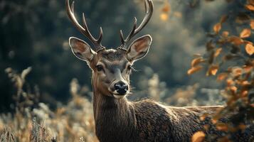 A majestic deer stands in a serene autumn forest, its antlers catching the sunlight filtering through the colorful foliage. photo