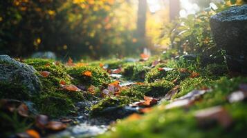 A serene forest floor with moss-covered rocks, scattered autumn leaves, and gentle sunlight creates a tranquil nature scene. photo