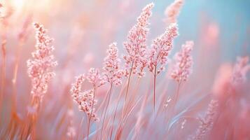 Delicate pink blossoms in a field, bathed in soft light. A serene and dreamy botanical scene, evoking peace and tranquility. photo