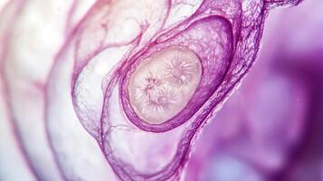 Abstract microscopic view of a tissue sample reveals intricate patterns and cellular structures, with purple hues highlighting details. photo