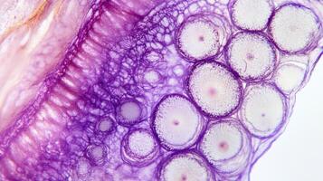 Microscopic close-up reveals a striking composition of cells and tissue in lavender and white, a captivating study in biological structures. photo