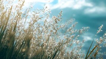 Golden grass swaying gently in the breeze against a soft blue sky. Nature's beauty in motion, creating a serene atmosphere. photo