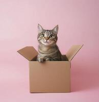 Curious cat sitting in cardboard box pink background photo