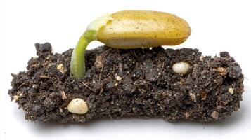 Captivating Close-Up of a Delicate Seedling Emerging from Rich Soil, Showcasing the Miracle of Growth, a Symbol of New Beginnings, Hope, and the Resilience of Nature, Evoking Feelings of Awe and photo
